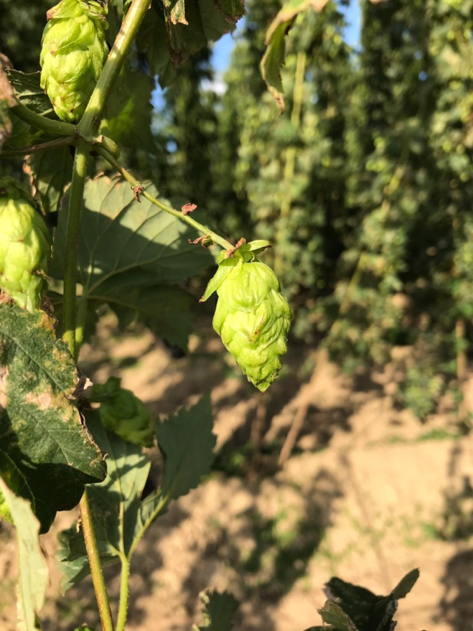 The Hop Fields of St Bernadus
