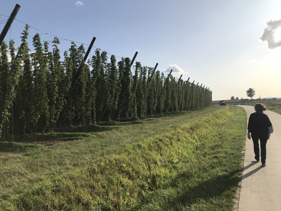 The Hop Fields of St Bernadus