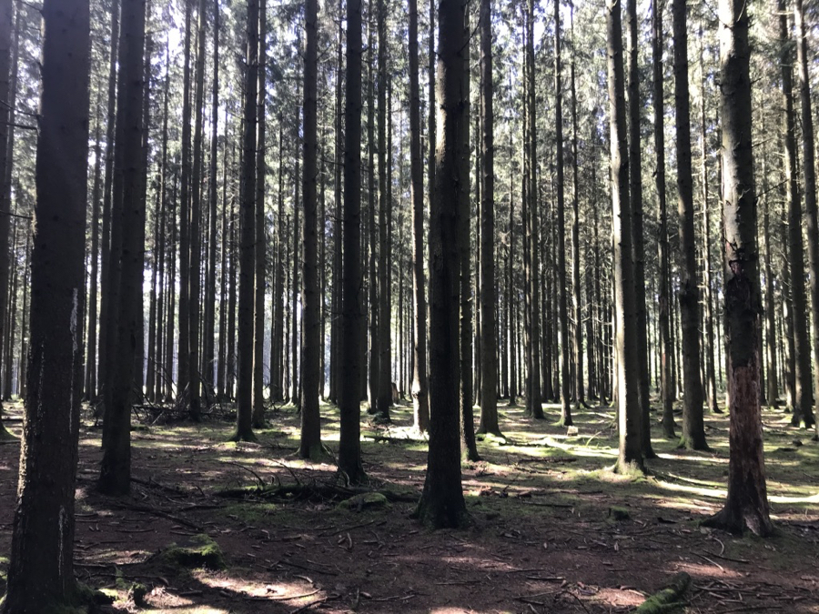 Day 3- Ardennes Forest where The Battle of the Bulge was fought