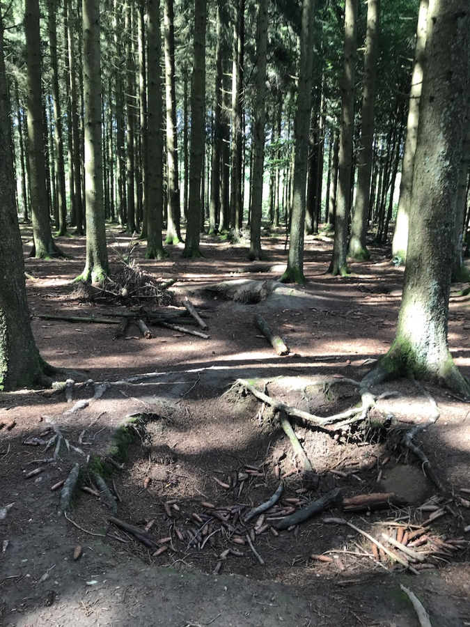 Day 3- 75 year old Foxholes in the forest