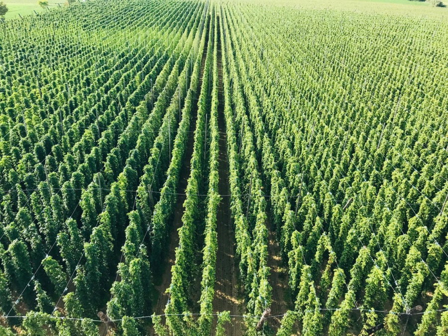 The Hop Fields of St Bernadus