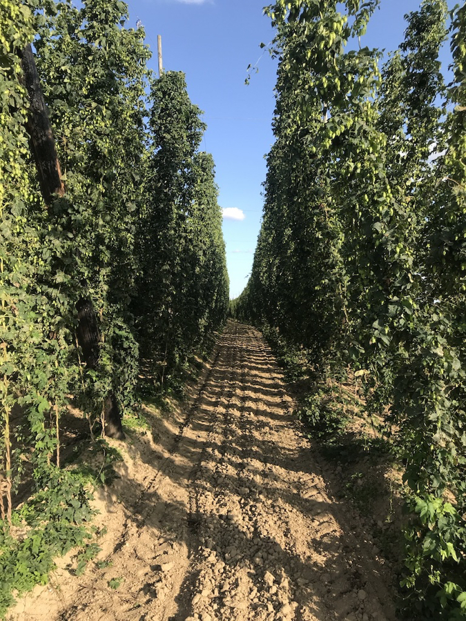 The Hop Fields of St Bernadus