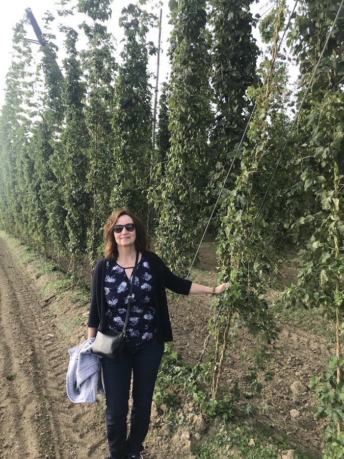 The Hop Fields of St Bernadus